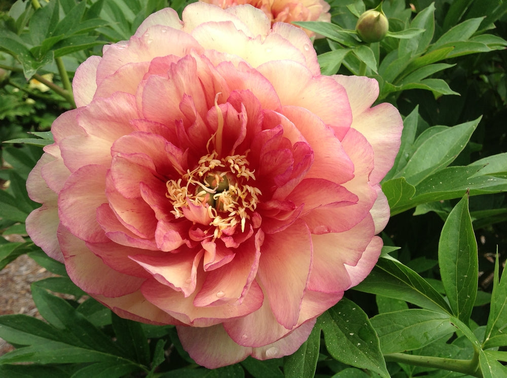 Garden Candy® ITOH Peonies