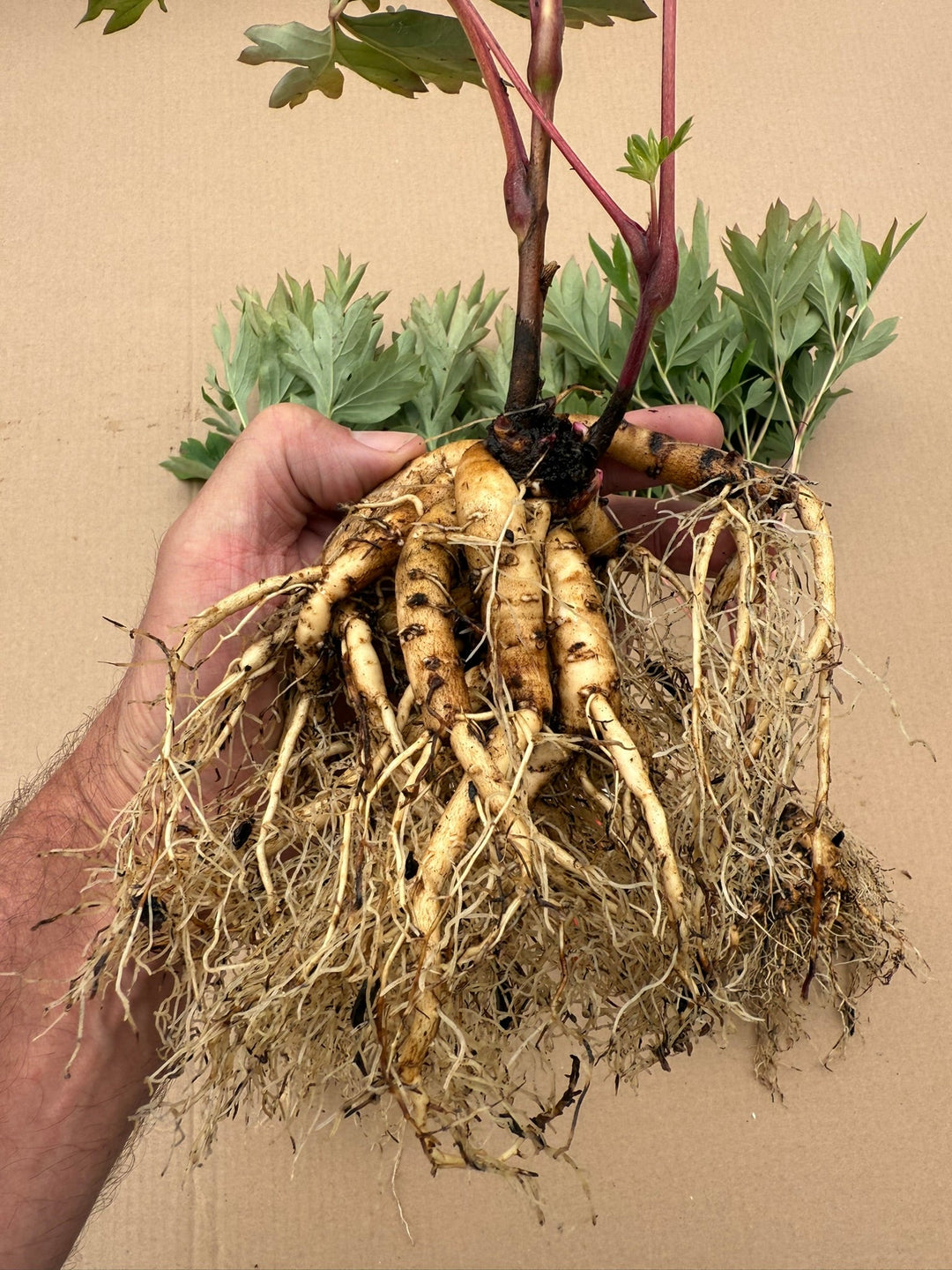 Importance of great root system: traditional vs. air-pruning pots