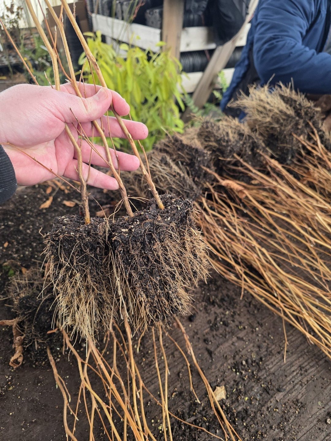 Importance of great root system: traditional vs. air-pruning pots