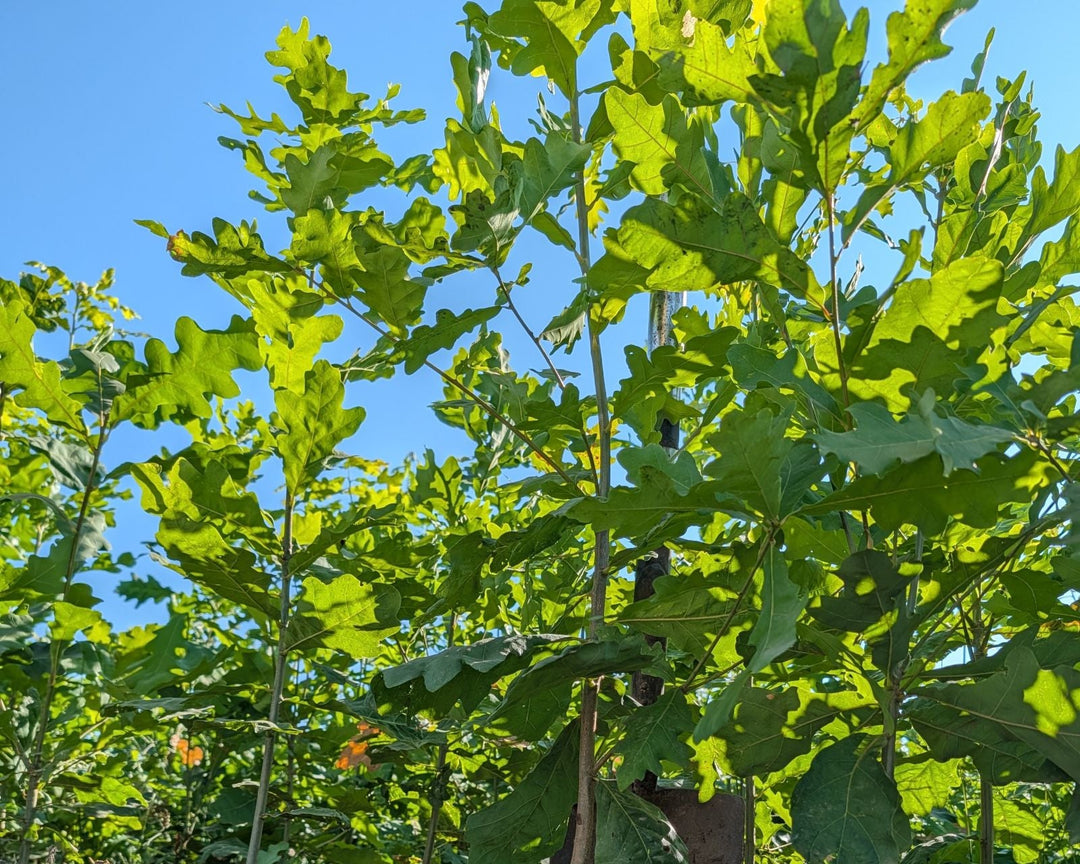 A Look at This Year’s Field Crop