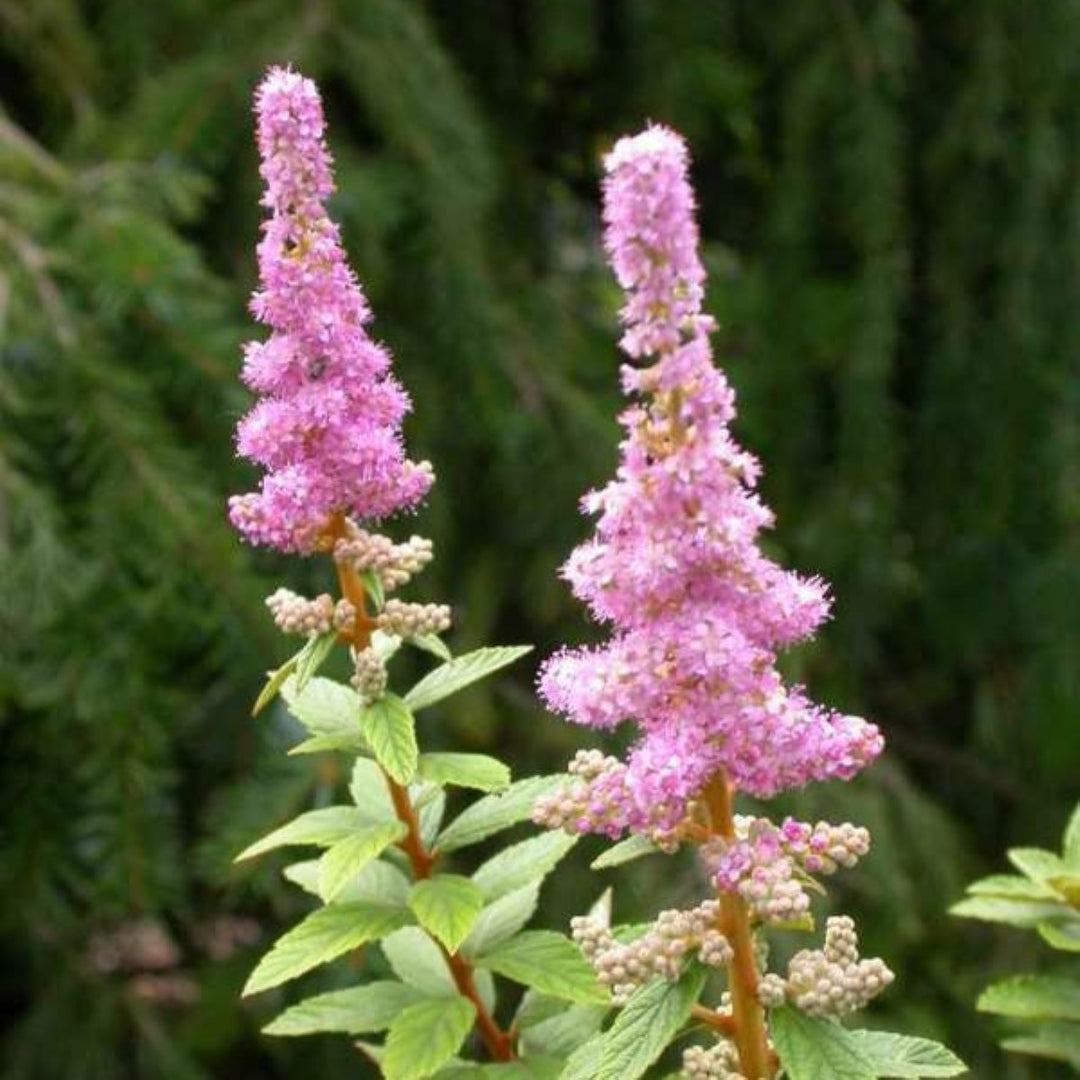 Pacific Northwest Natives