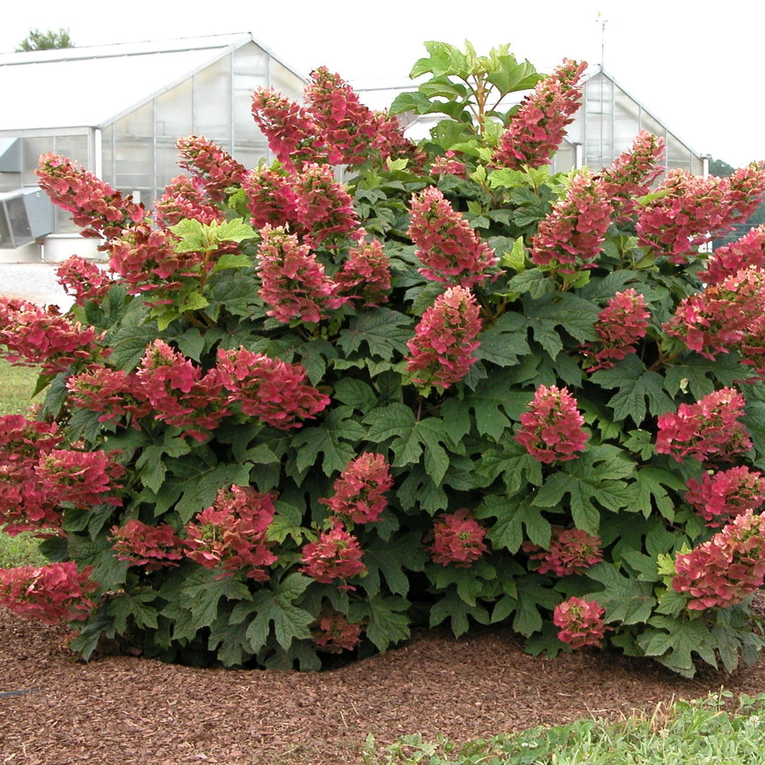 Perennials