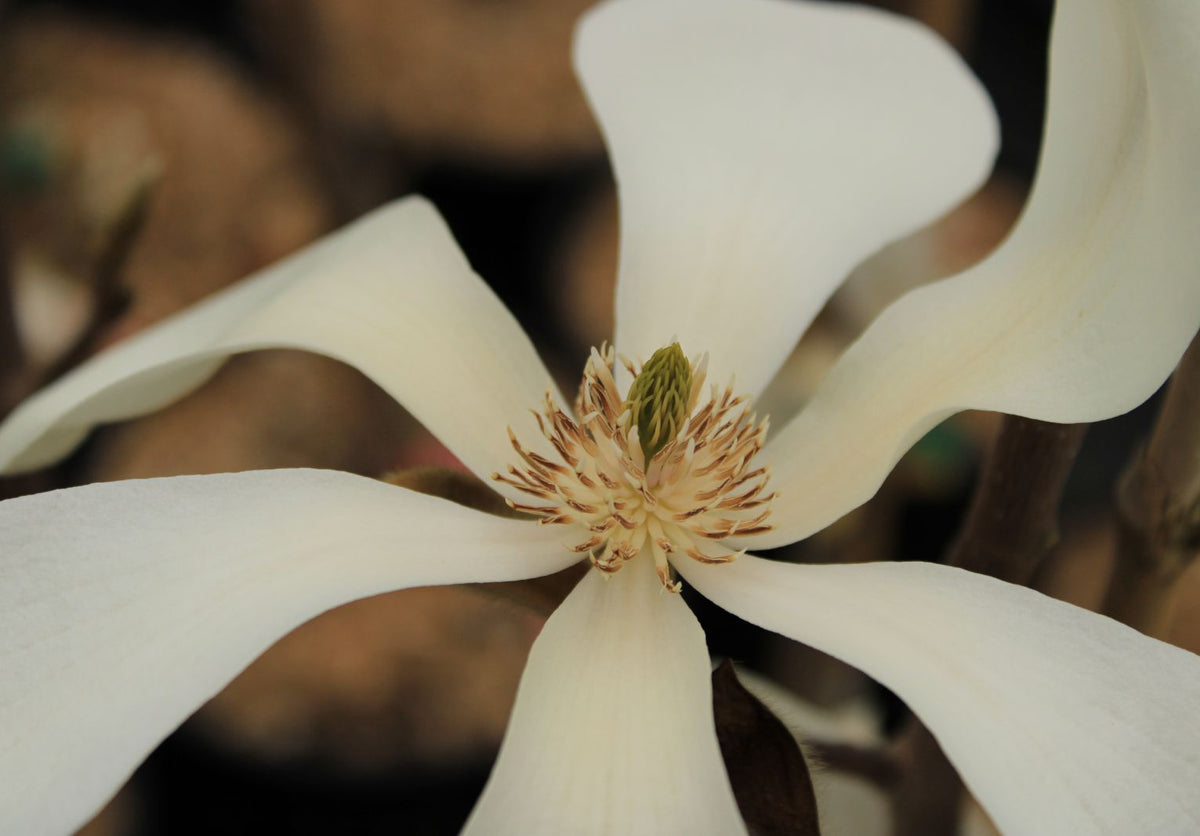 Magnolia 'Wada's Memory'
