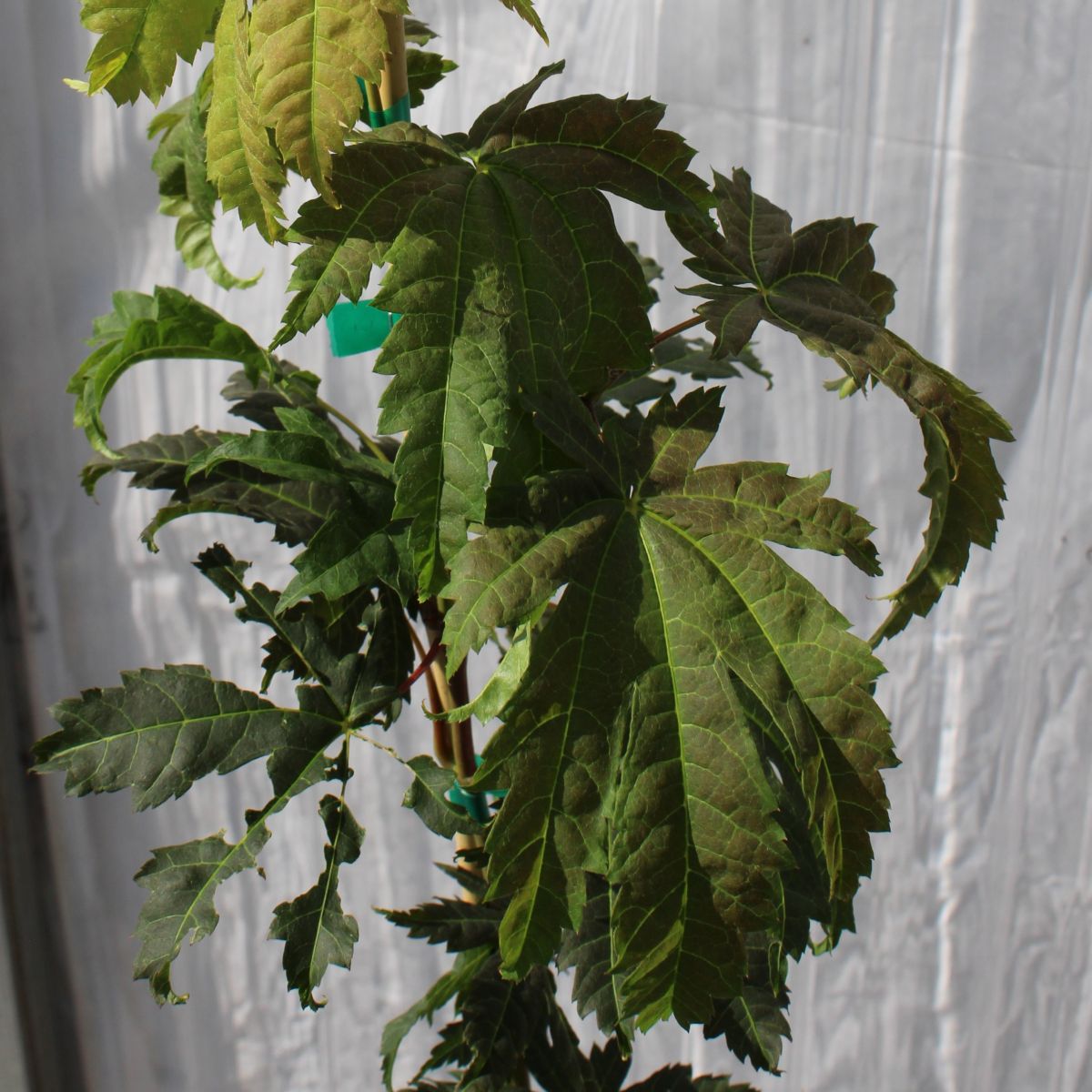 Acer japonicum 'Attaryi'