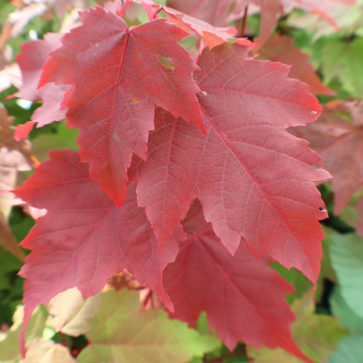 Acer rubrum 'Red Rocket'
