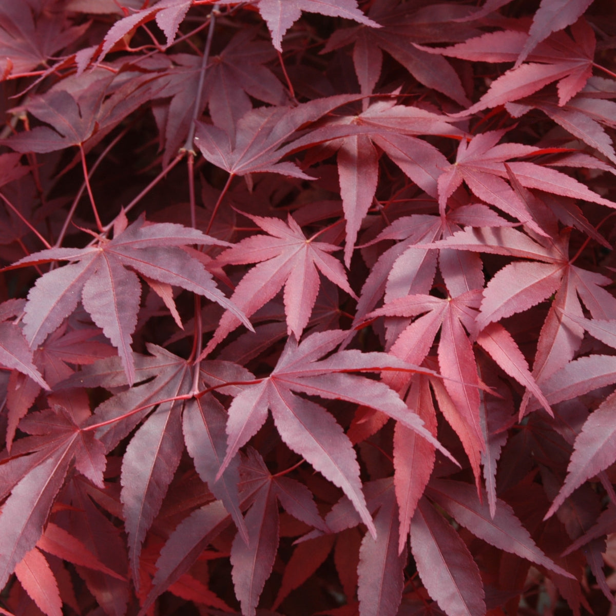 Acer palmatum 'Fireglow'