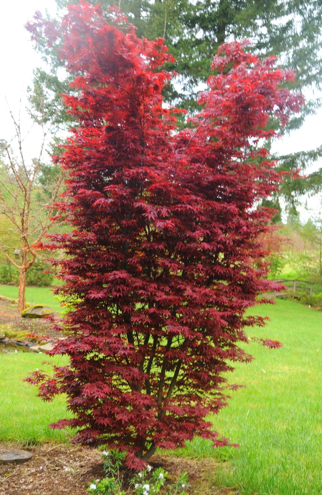Acer palmatum 'Twombly's Red Sentinel'