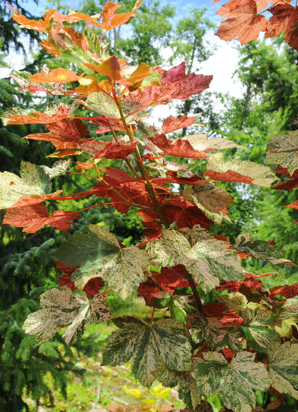 Acer pseudoplatanus 'Esk Sunset'