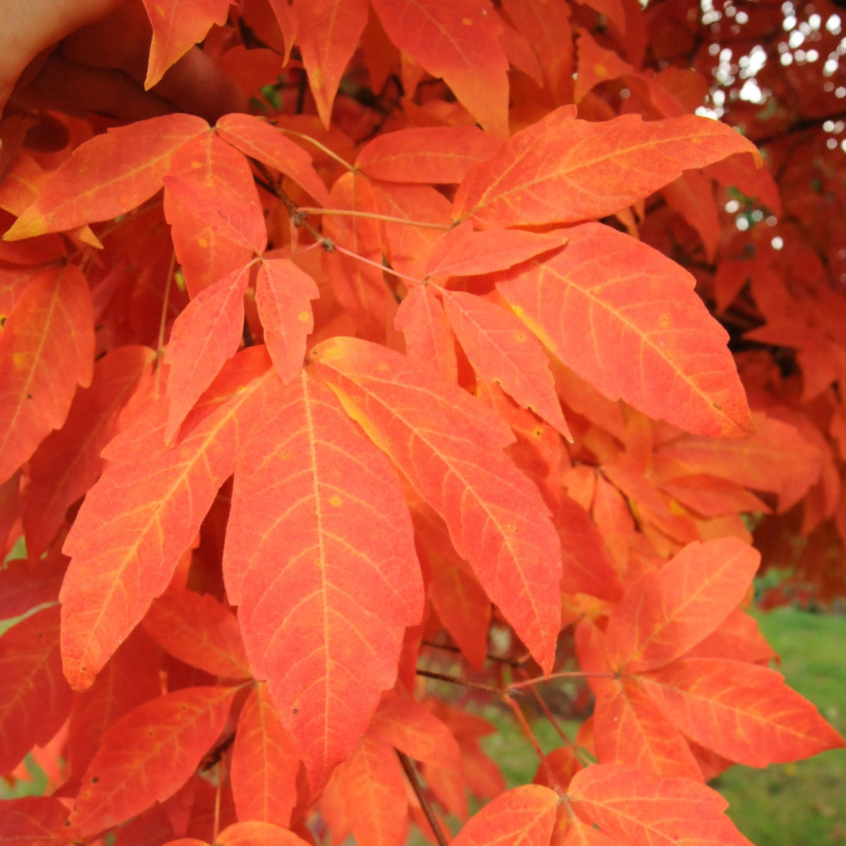 Acer triflorum