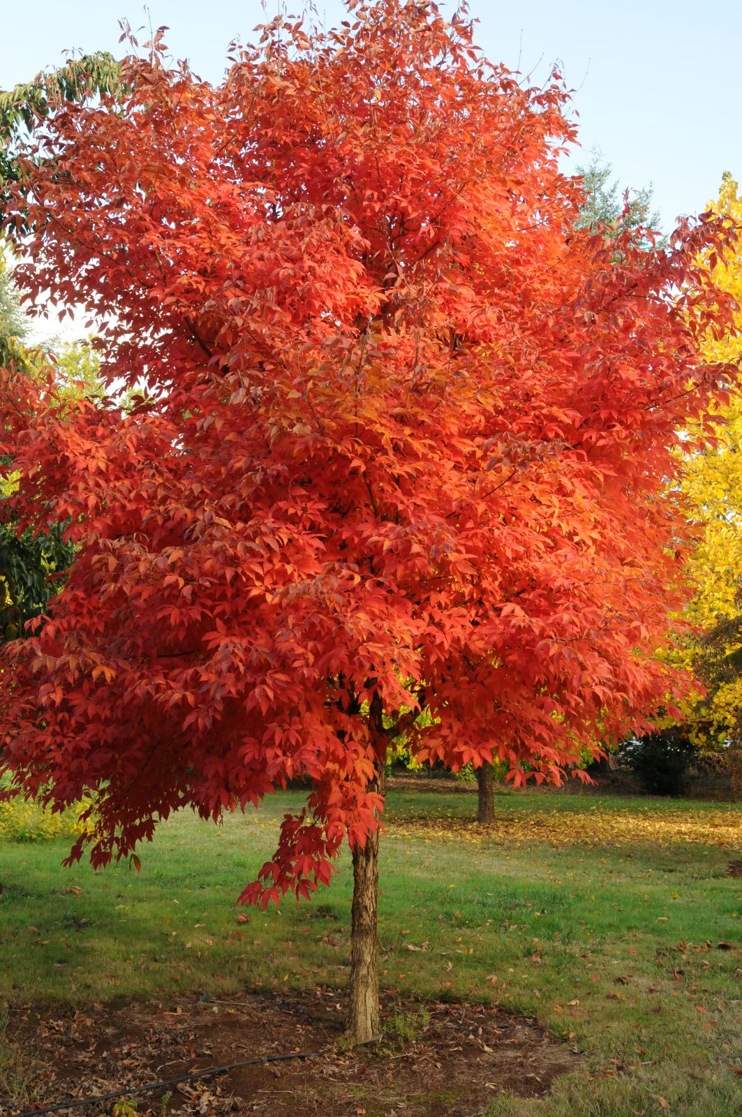 Acer triflorum