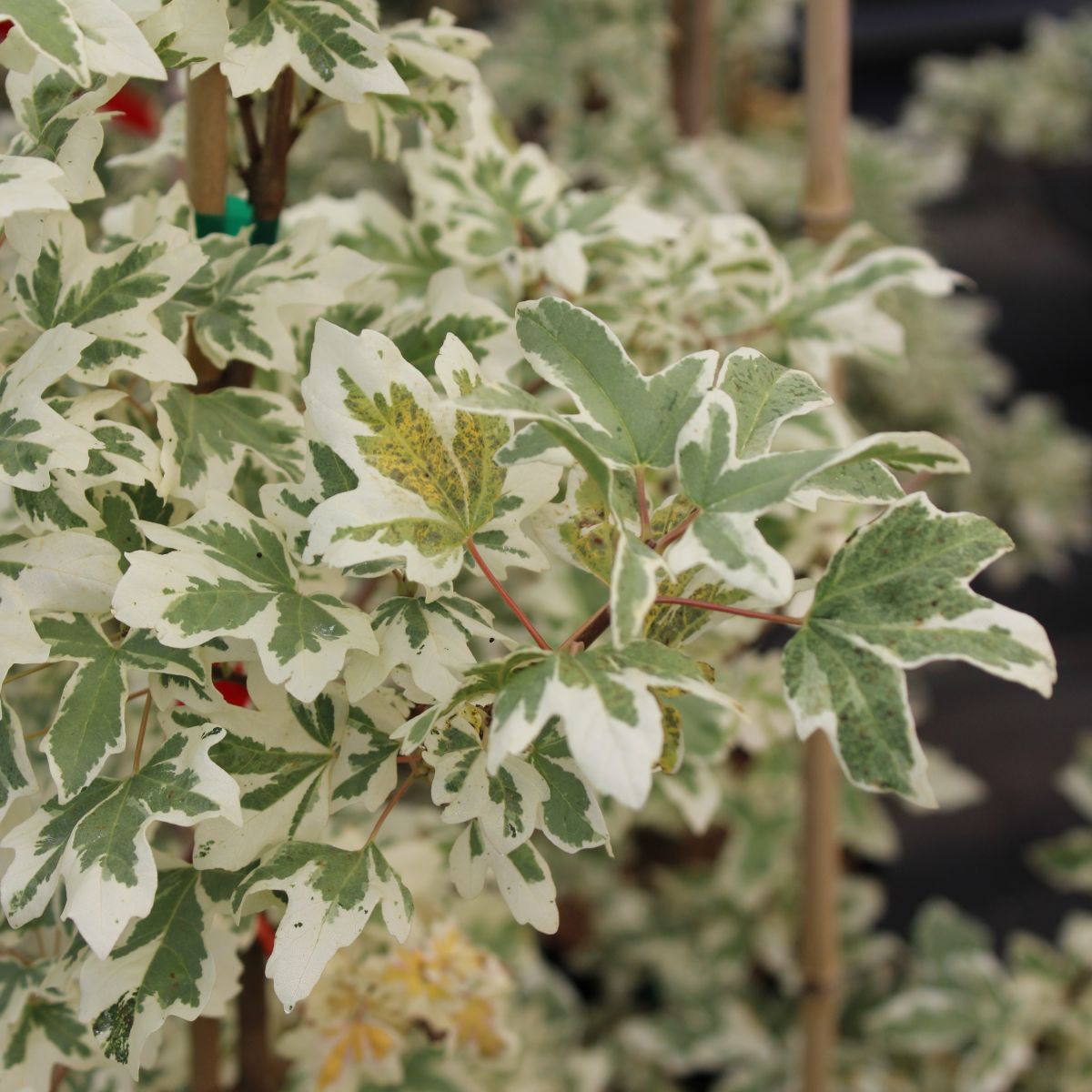 Acer campestre 'Carnival'