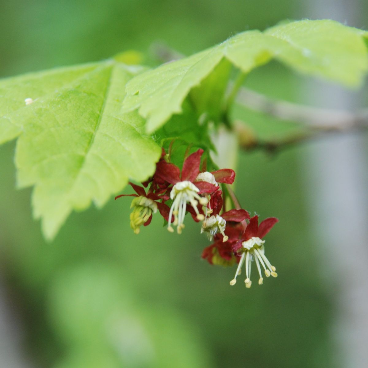 Acer circinatum