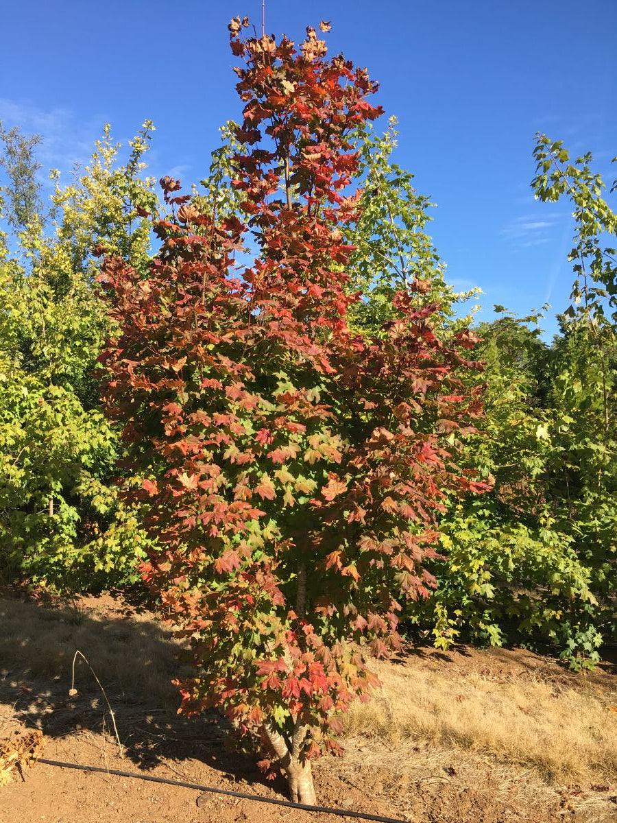 Acer circinatum Three Cheers™ 'HSI2'