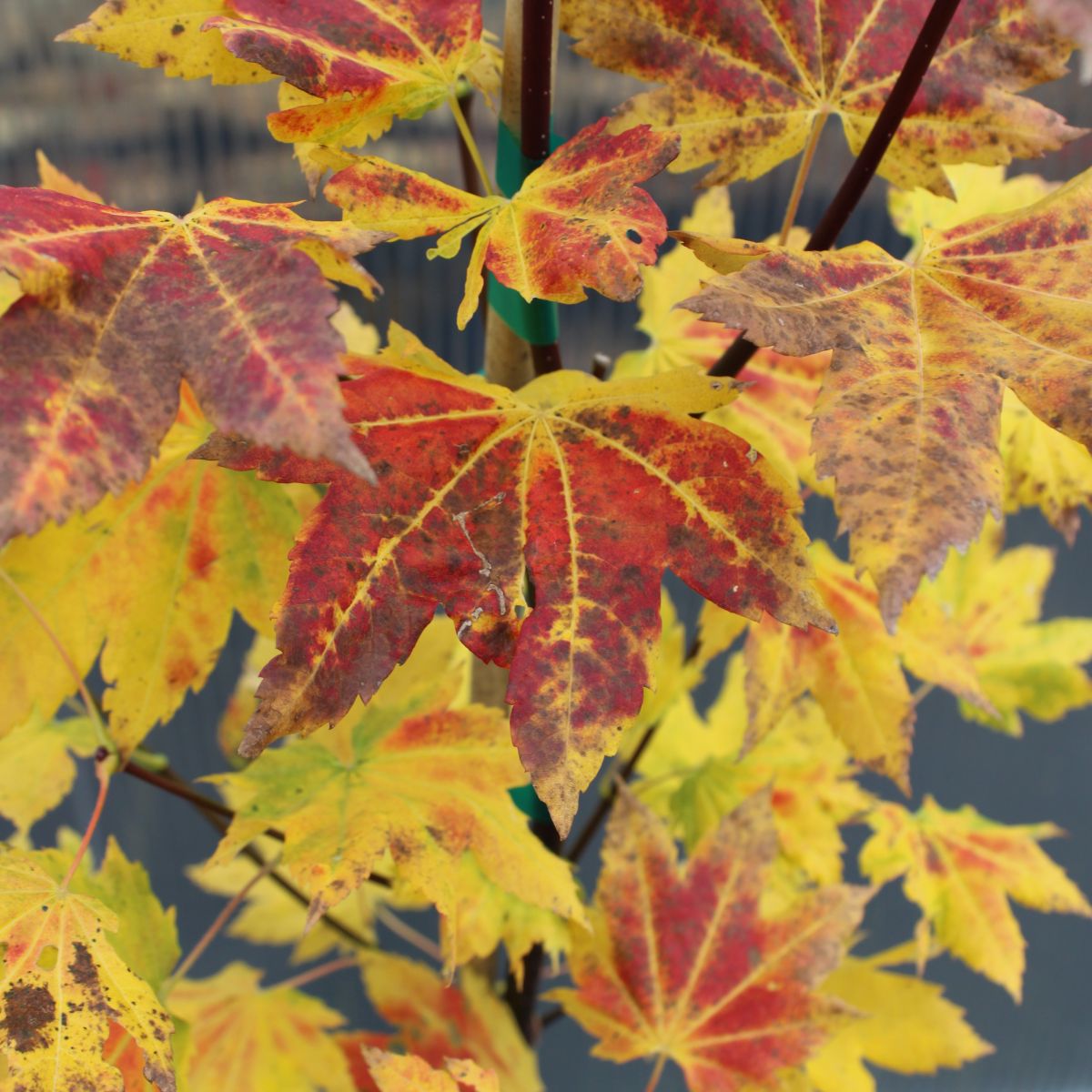 Acer circinatum Three Cheers™ 'HSI2'