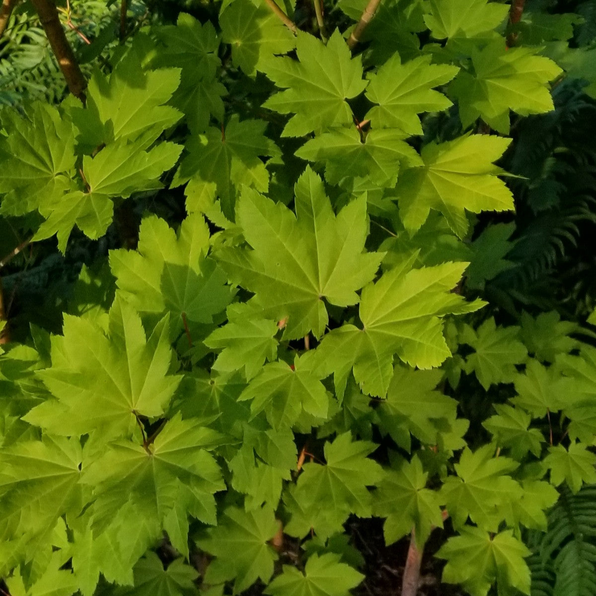 Acer circinatum 'Pacific Fire'