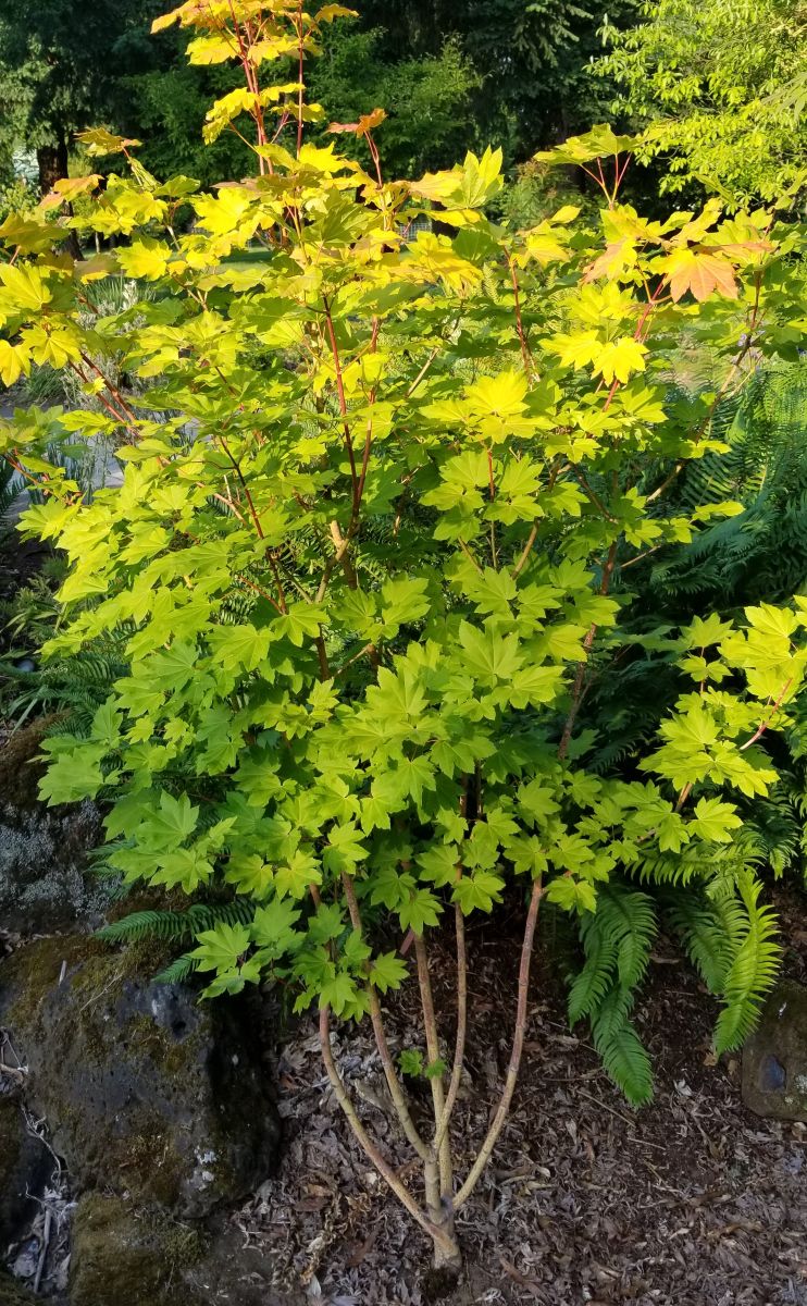 Acer circinatum 'Pacific Fire'