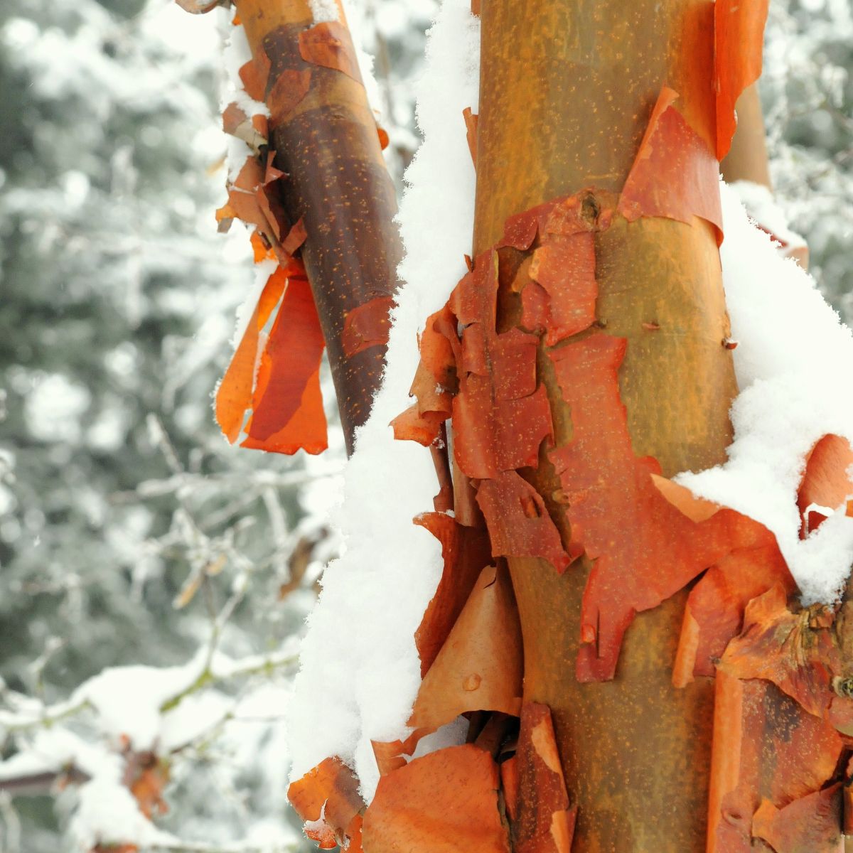 Acer griseum