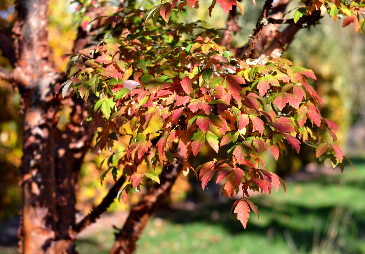 Acer griseum