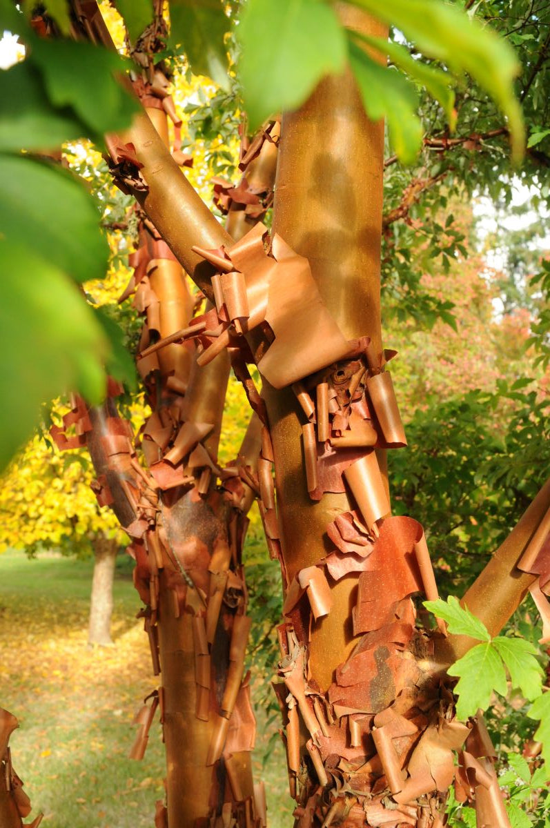 Acer griseum