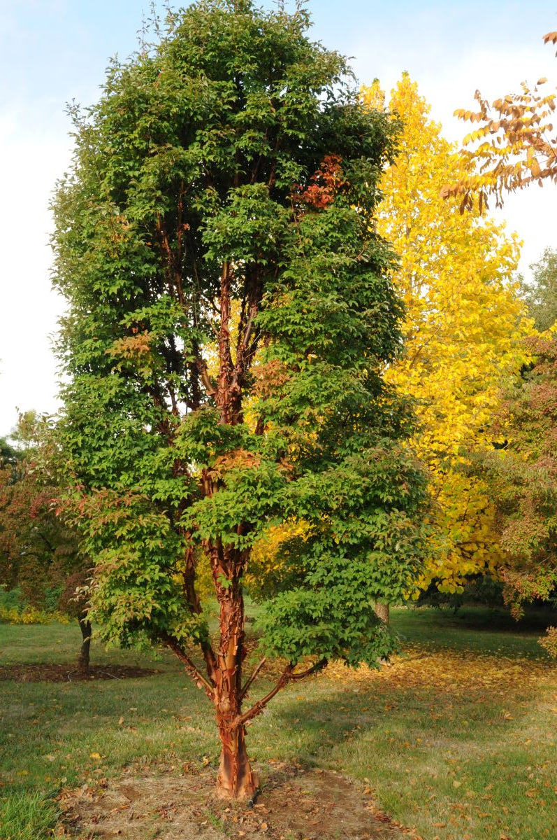 Acer griseum