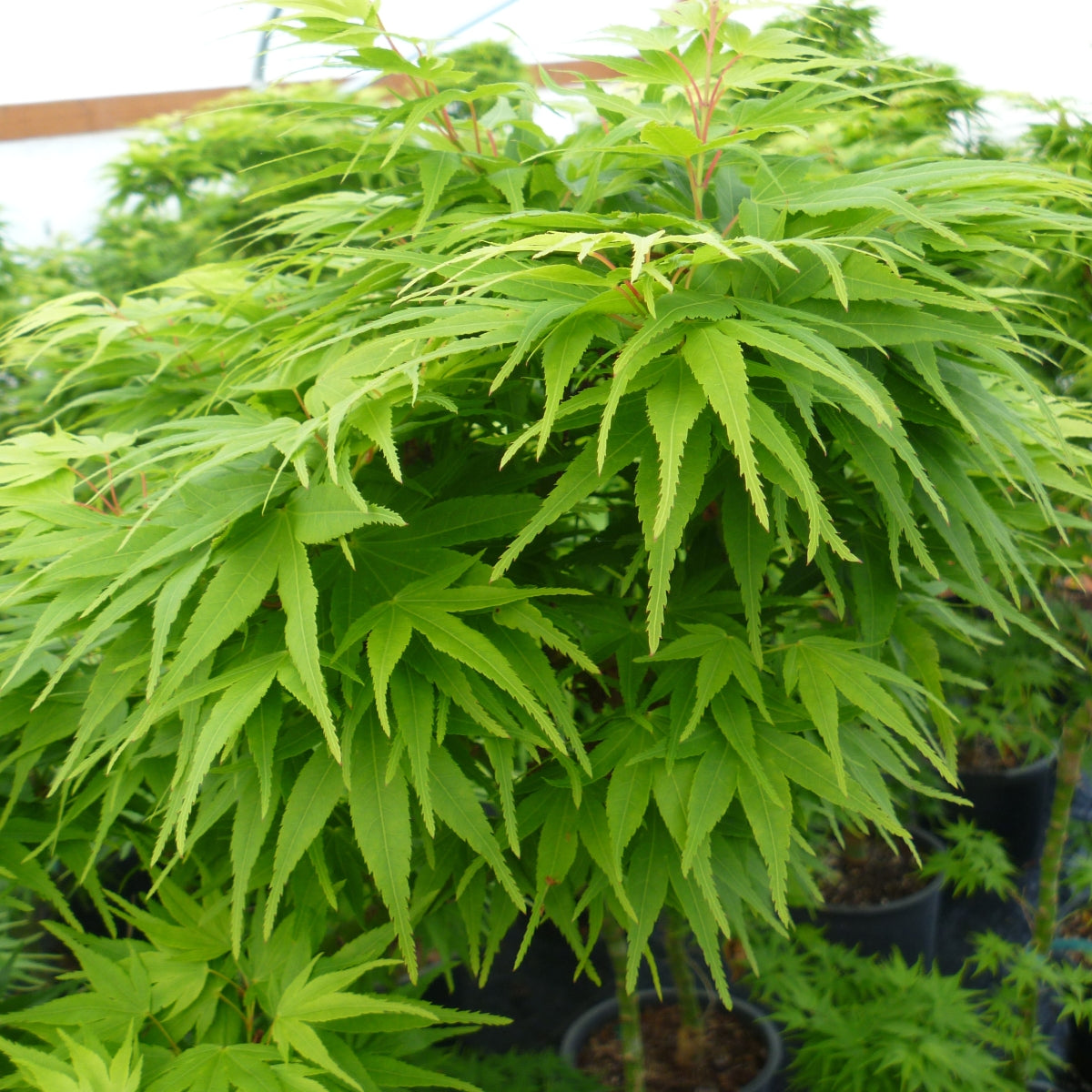 Acer palmatum ‘Mikawa yatsubusa’