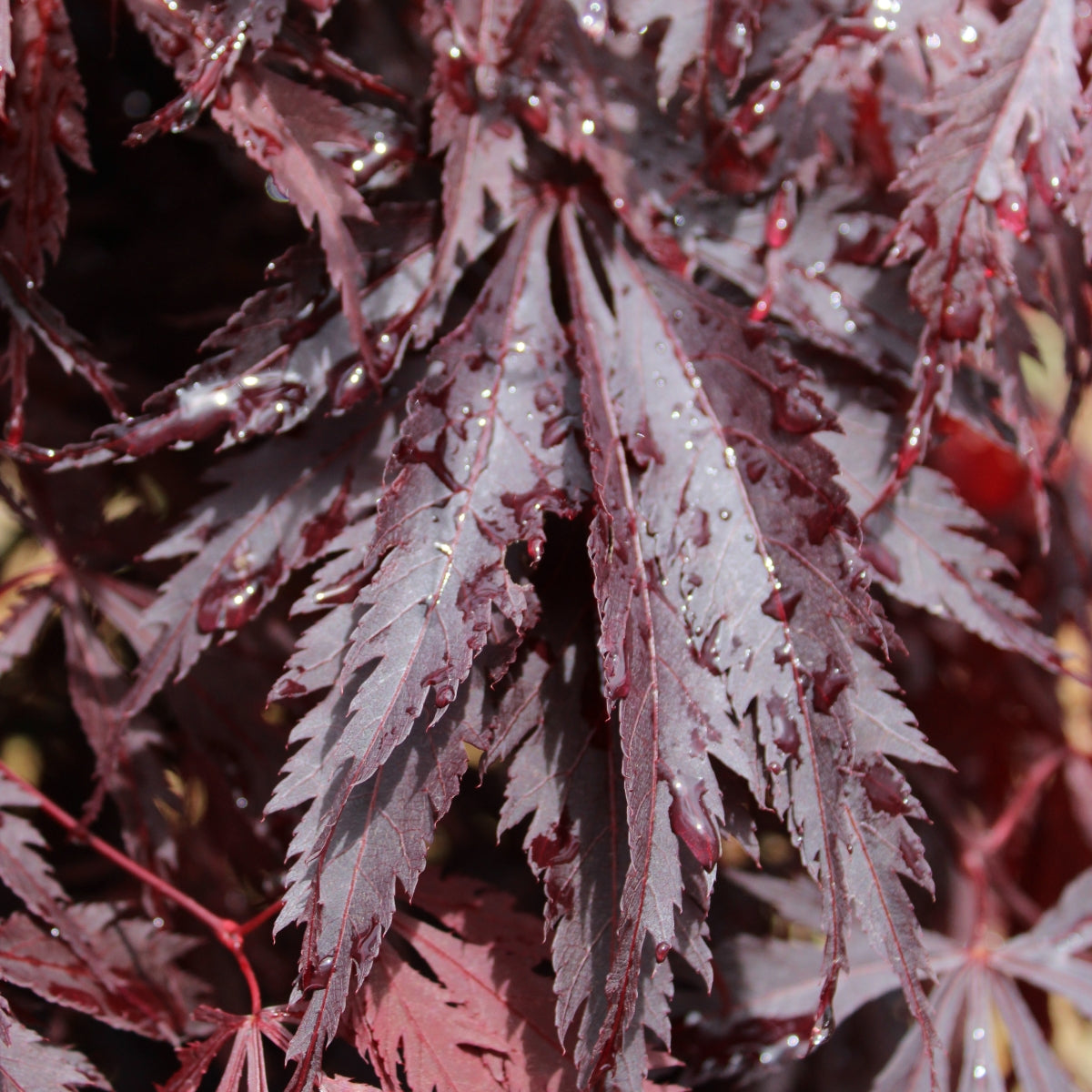 Acer palmatum 'Black Lace'