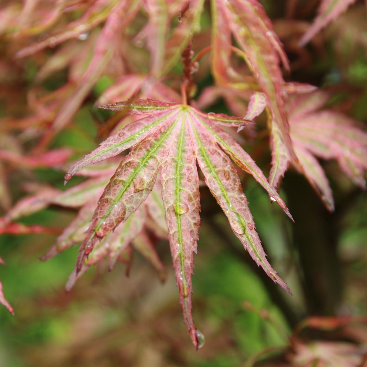 Acer palmatum 'Ikandi'
