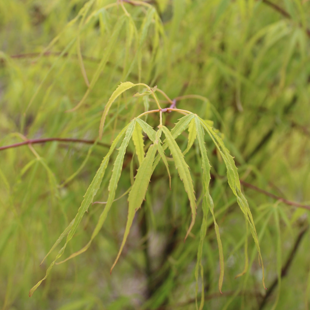 Acer palmatum 'Koto No Ito'