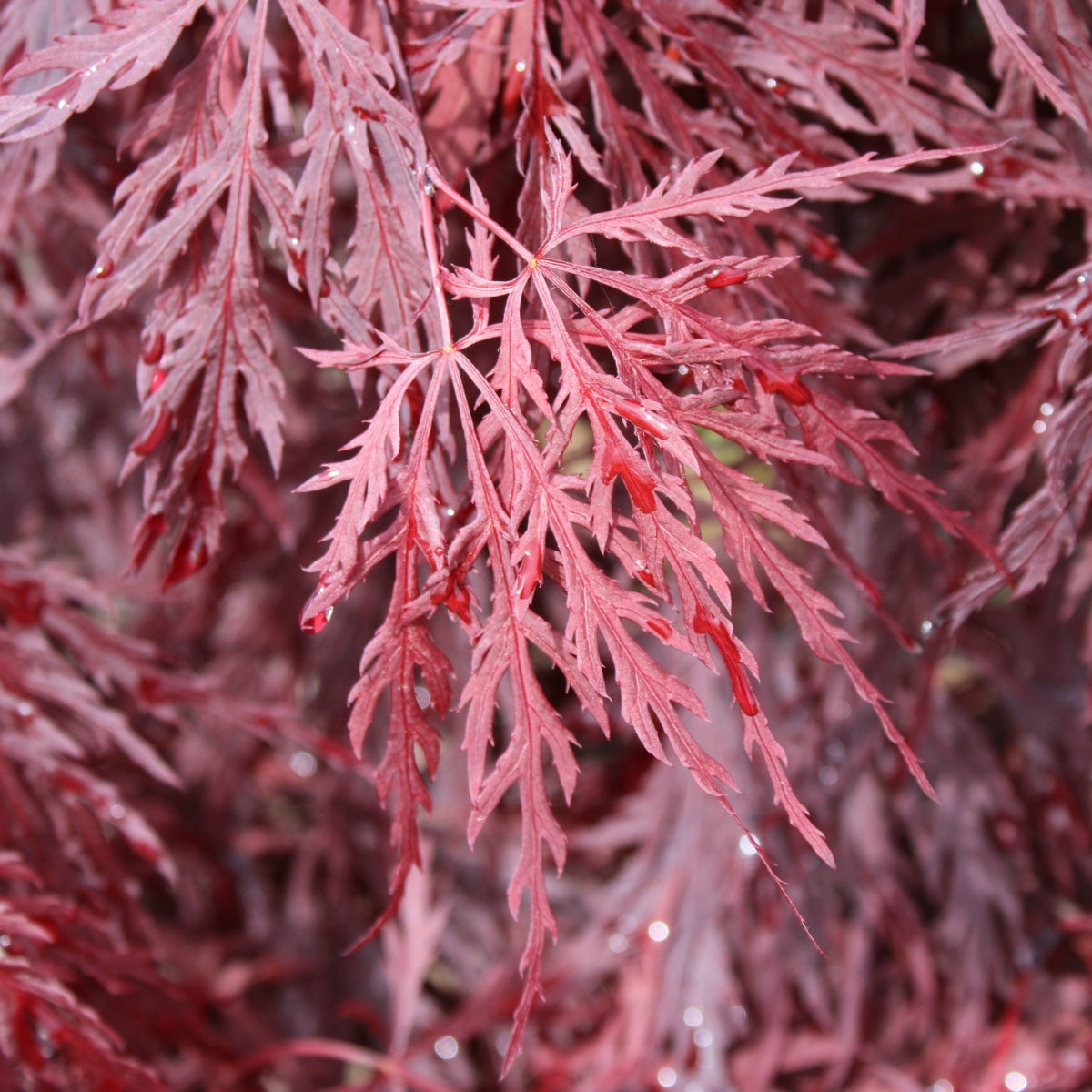 Acer palmatum var. dissectum 'Red Dragon'