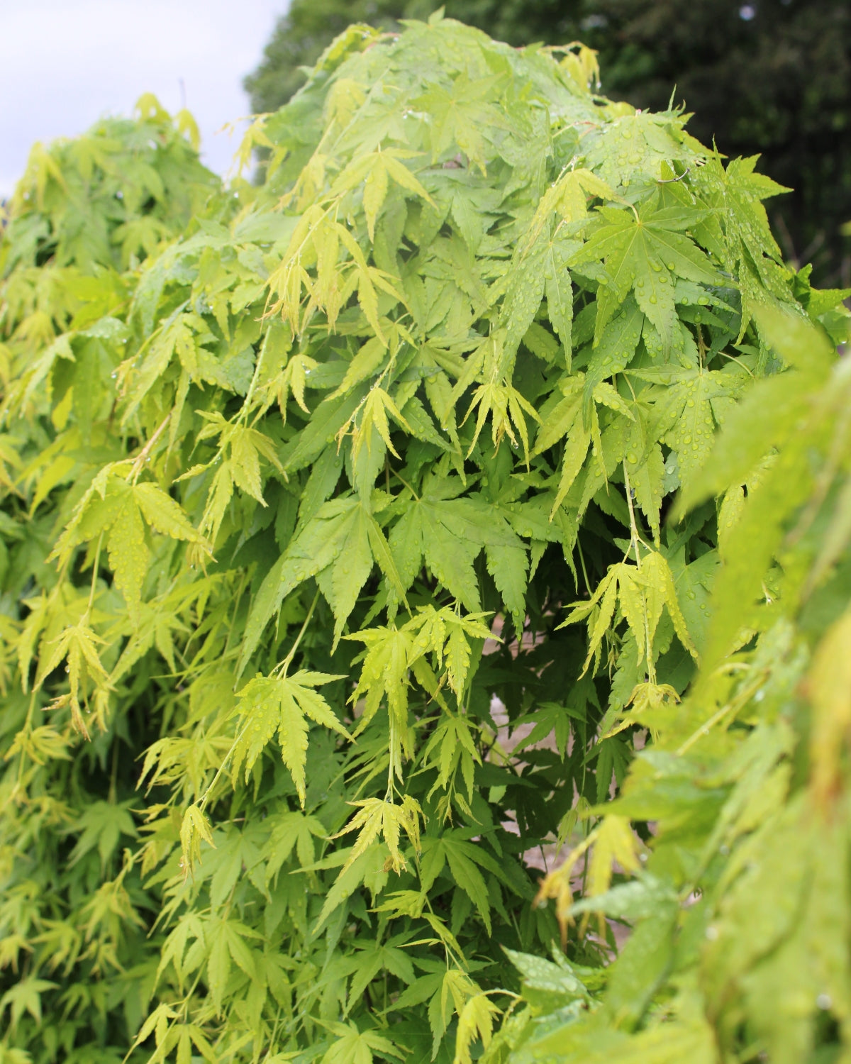 Acer palmatum 'Ryusen' PP18,501