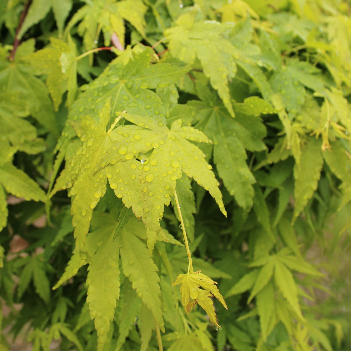 Acer palmatum 'Ryusen' PP18,501