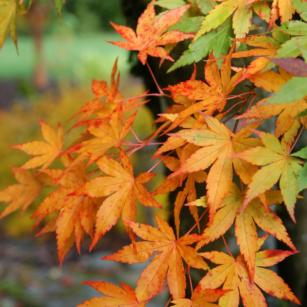 Acer palmatum 'Sango kaku'