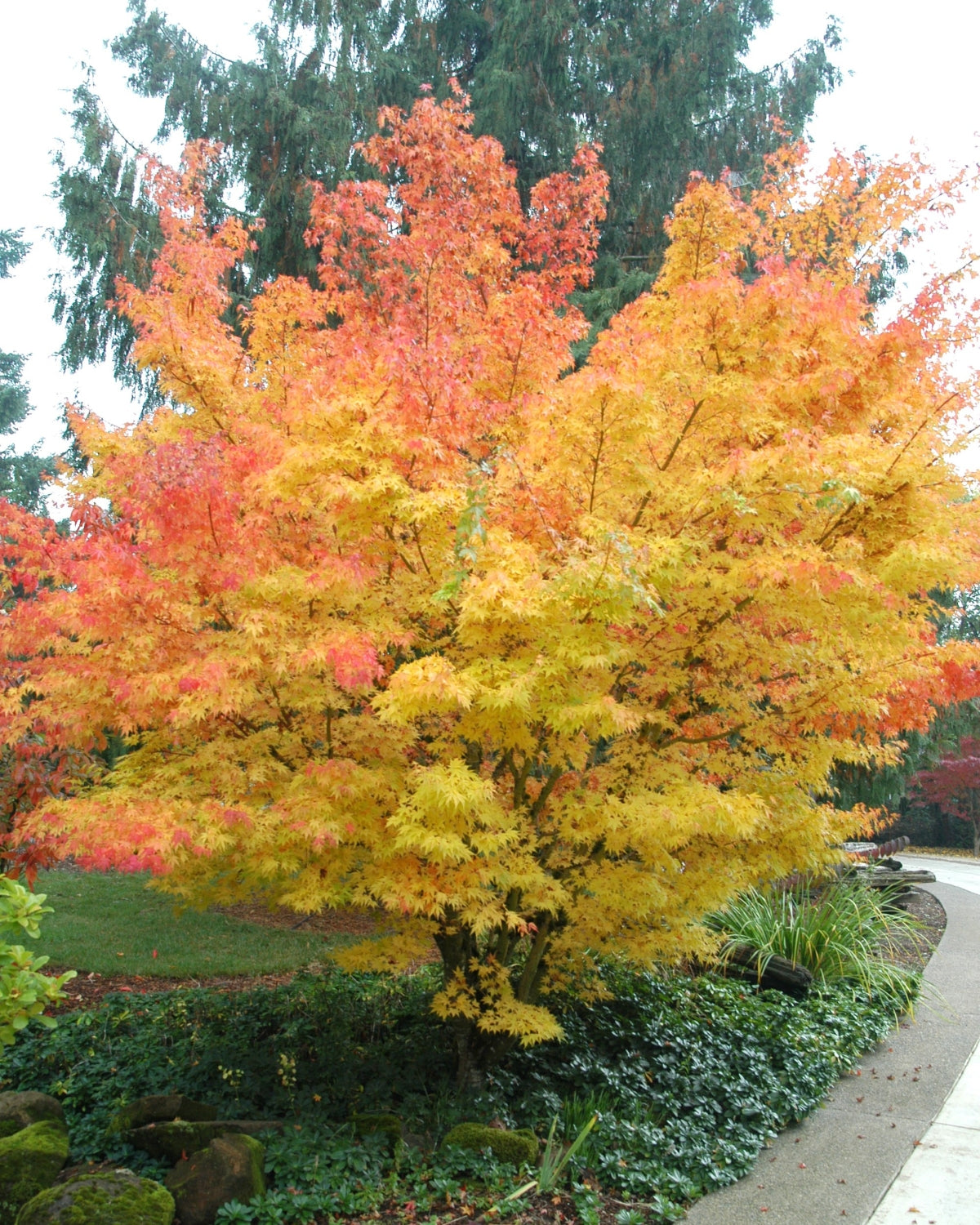 Acer palmatum 'Sango kaku'