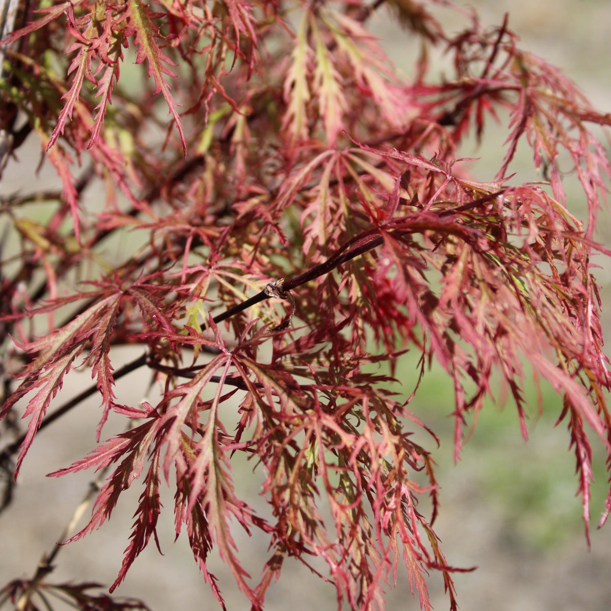 Acer palmatum ‘Toyama nishiki’