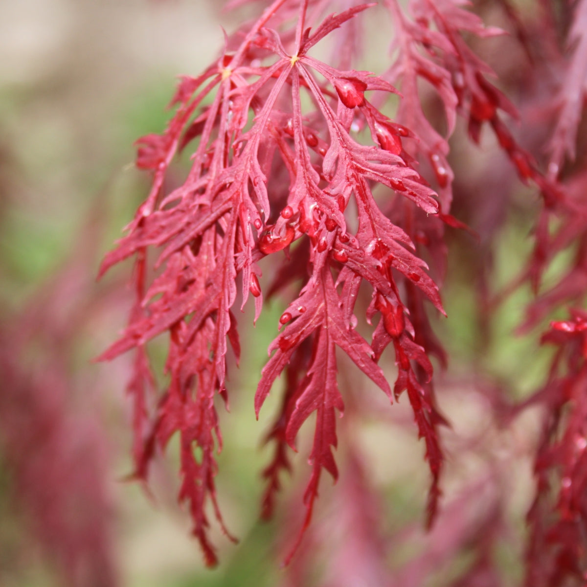 Acer palmatum var.dissectum 'Crimson Queen'