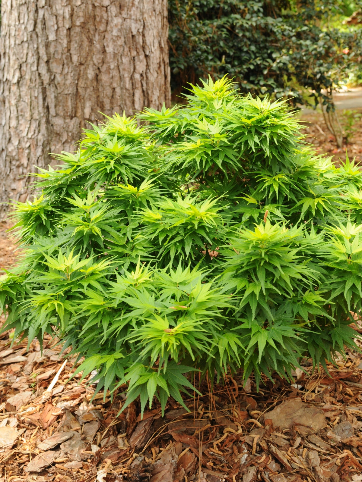 Acer palmatum ‘Mikawa yatsubusa’