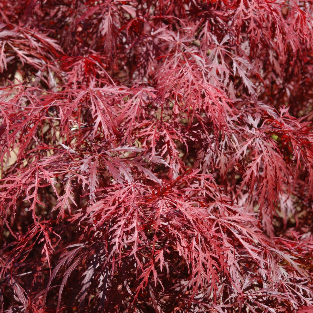 Acer palmatum var. dissectum 'Inaba shidare'