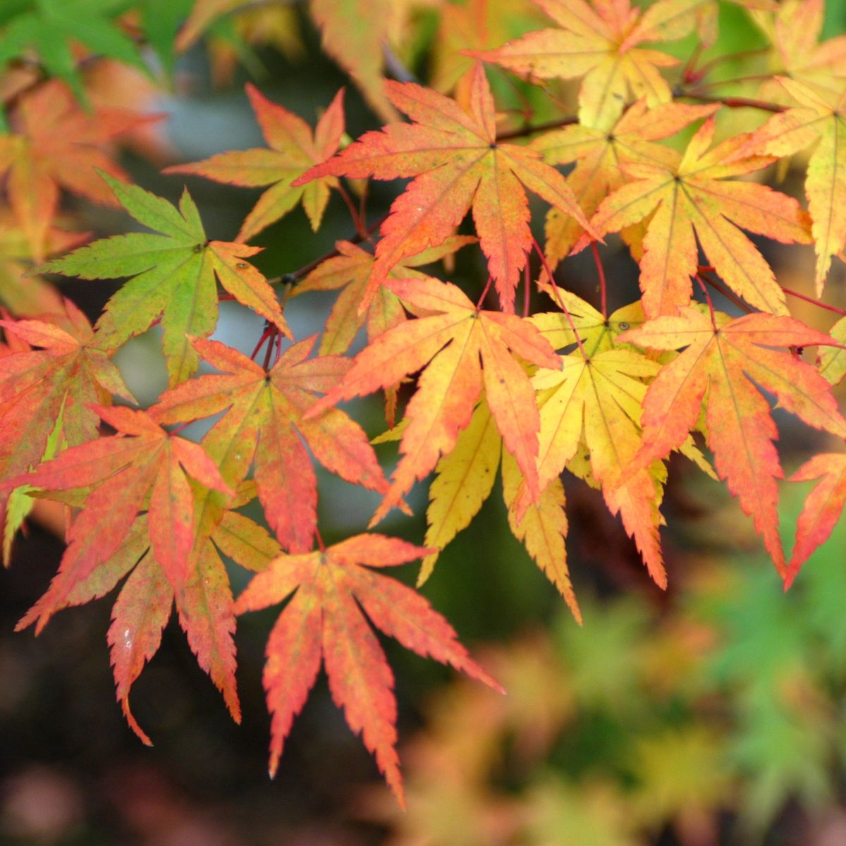 Acer palmatum