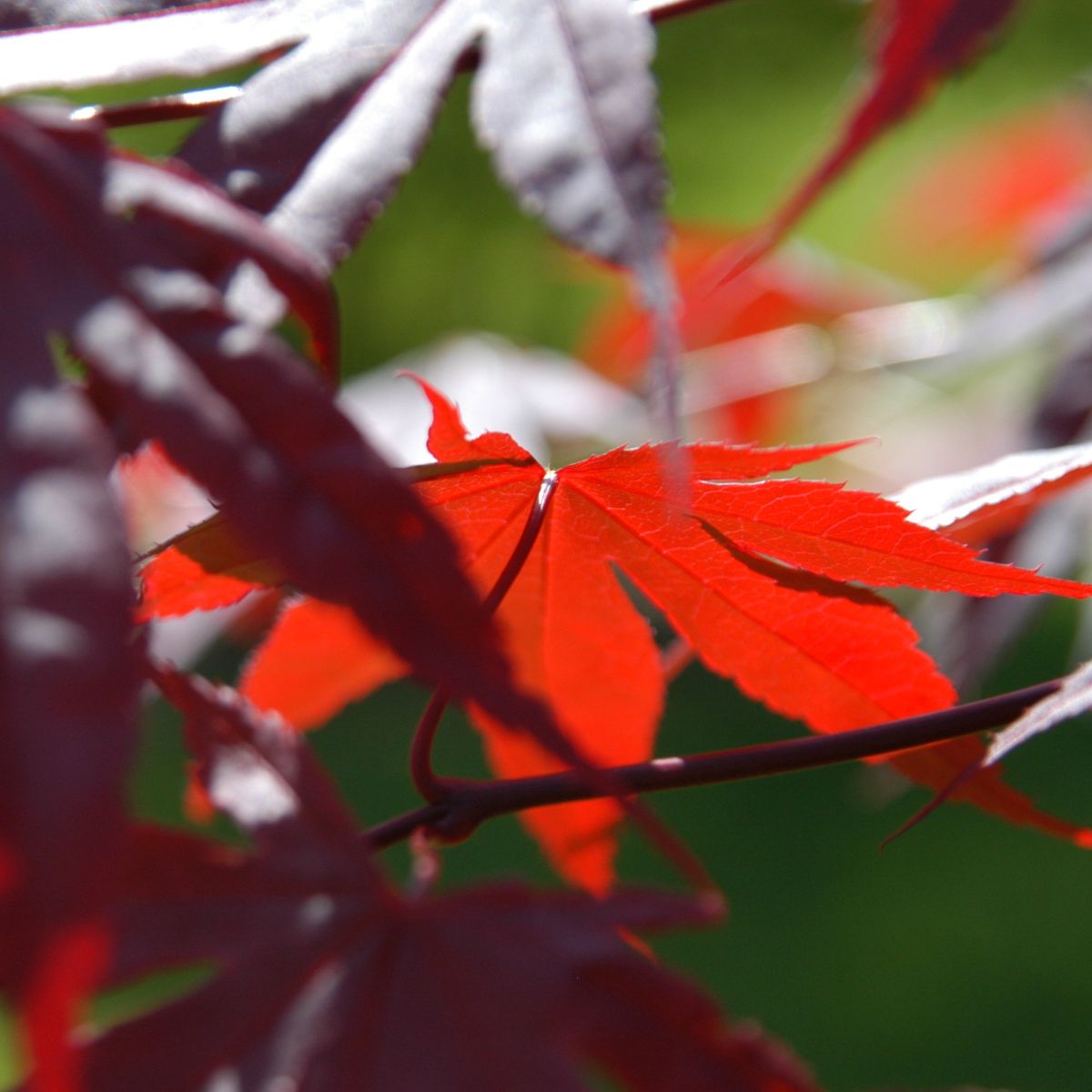 Acer palmatum 'Bloodgood'