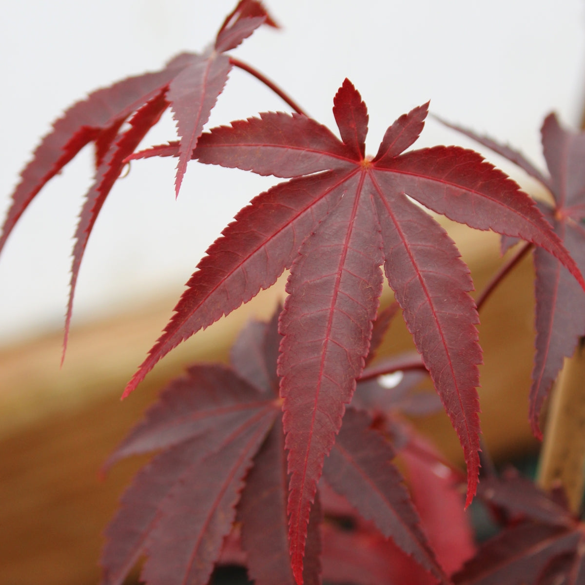 Acer palmatum 'Emperor I'