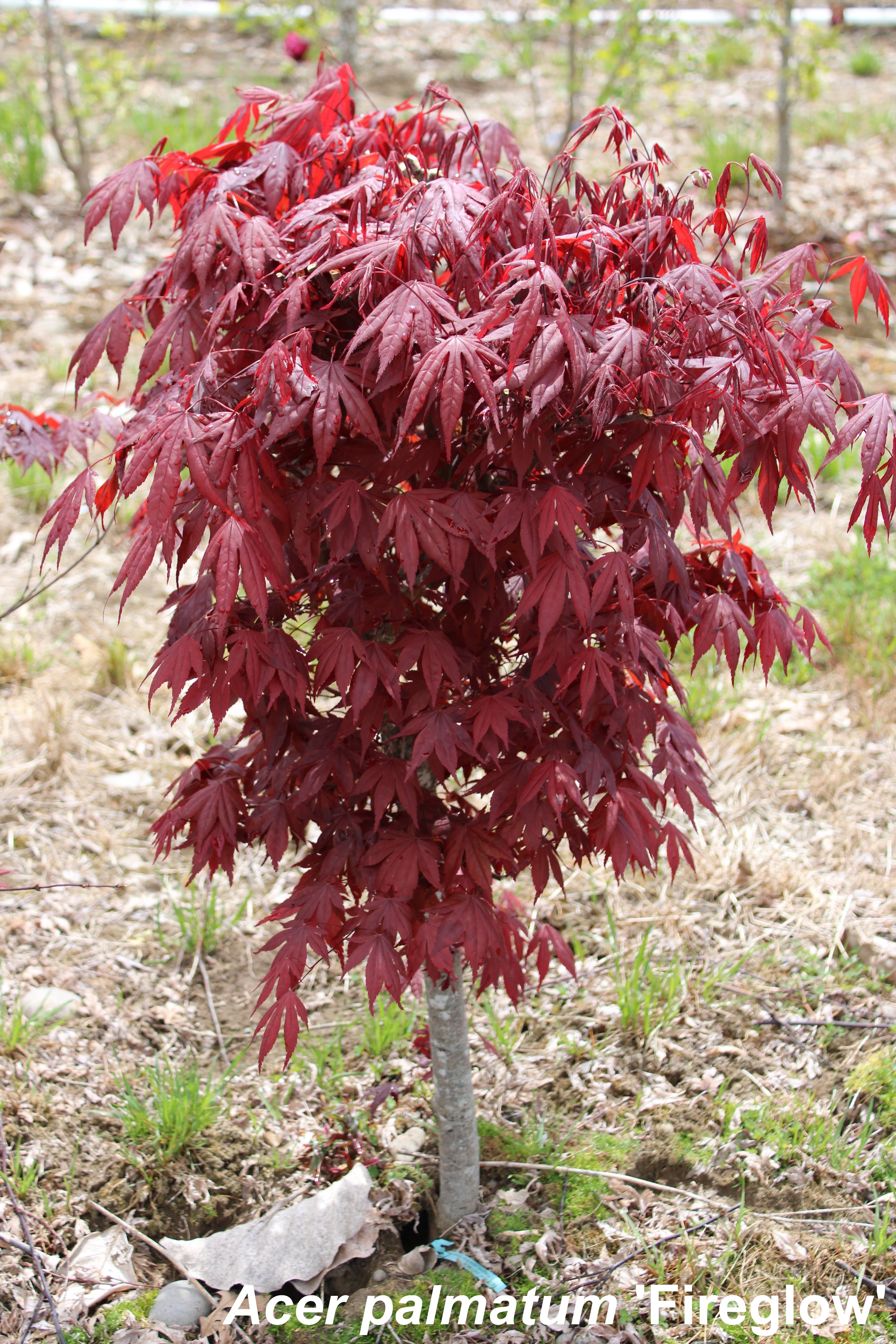 Acer palmatum 'Fireglow'