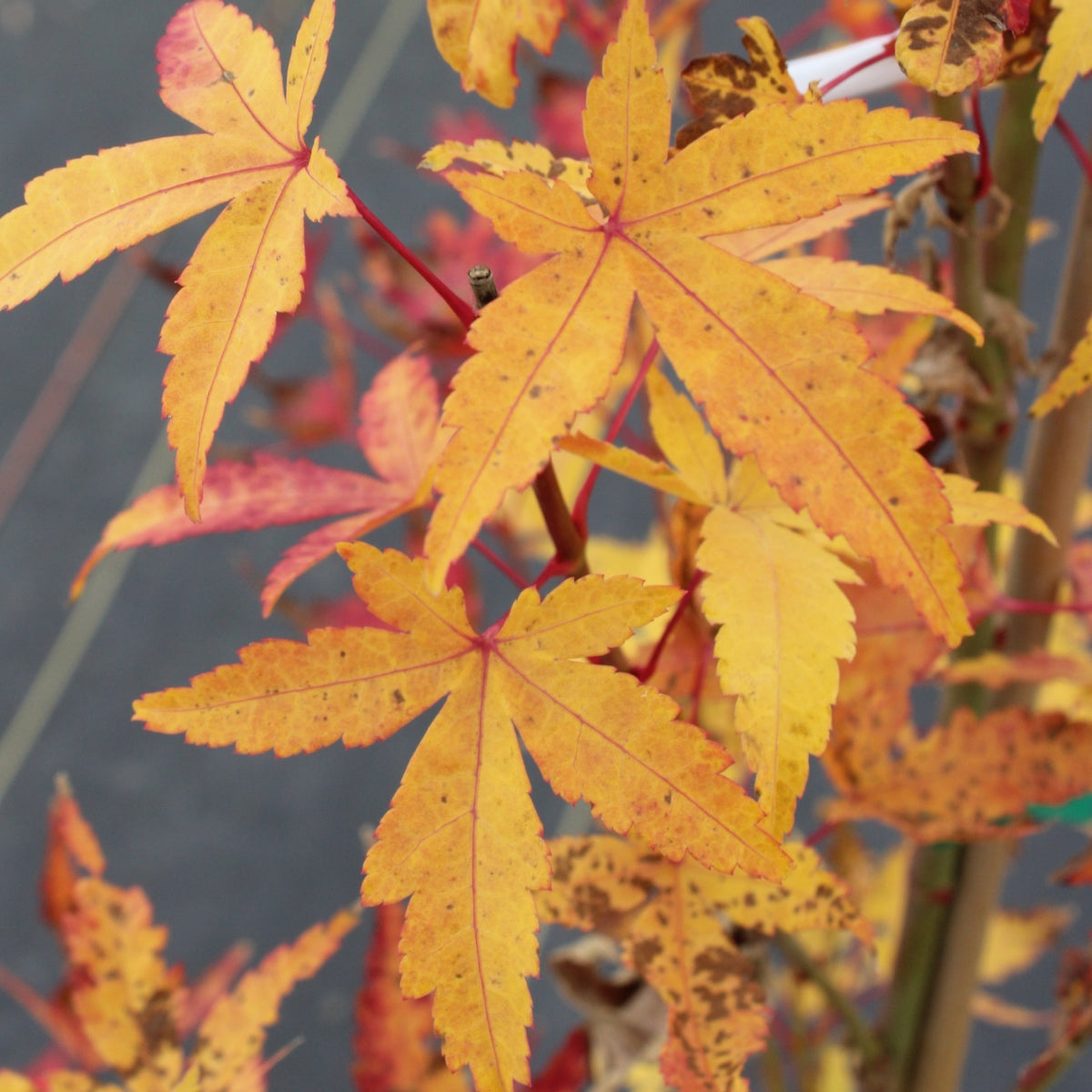 Acer palmatum 'Japanese Sunrise'