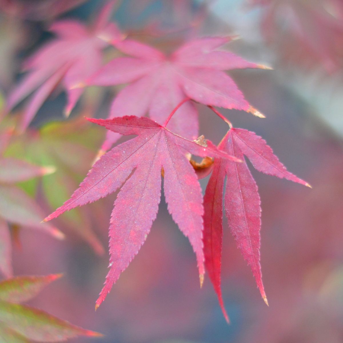 Acer palmatum 'Moonfire'