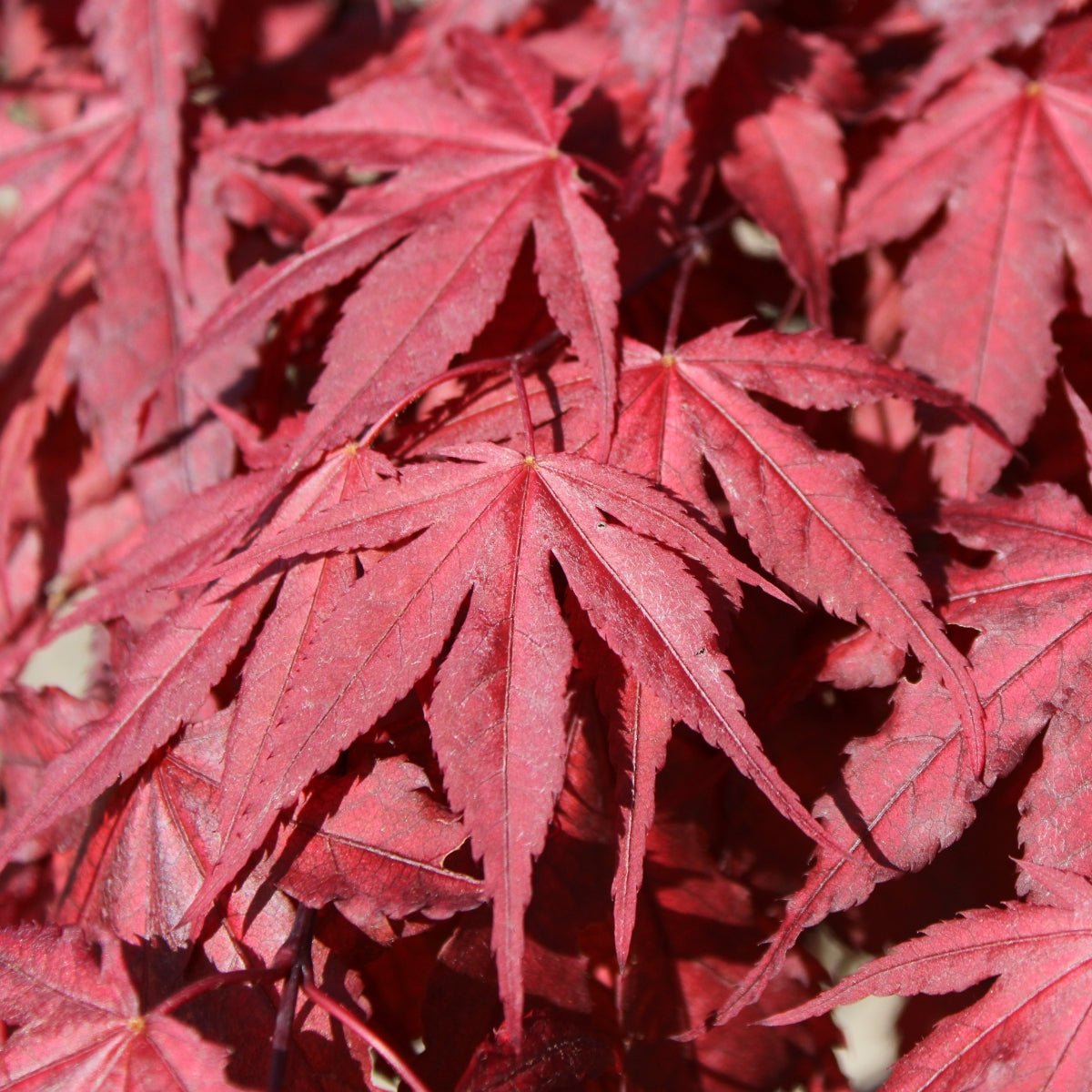 Acer palmatum 'Purple Ghost'