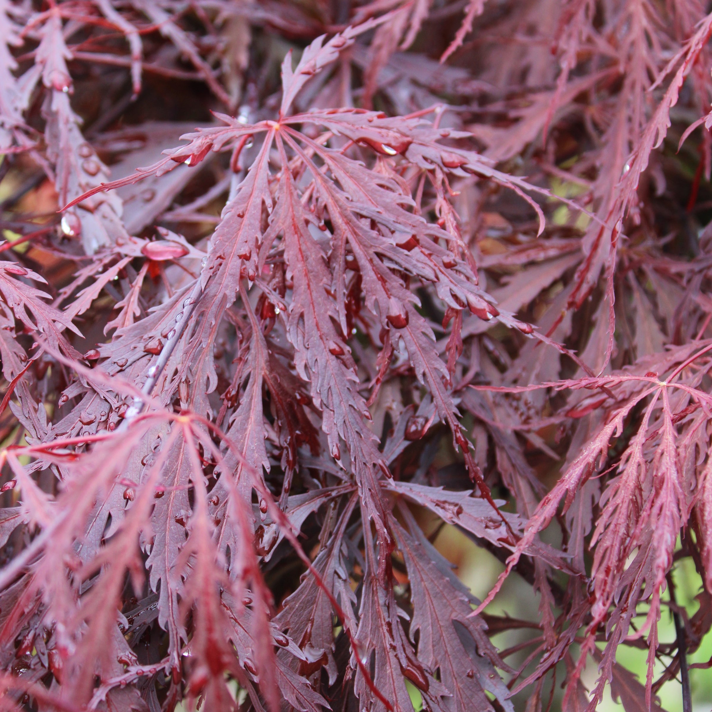 Acer palmatum var. dissectum 'Tamukeyama'