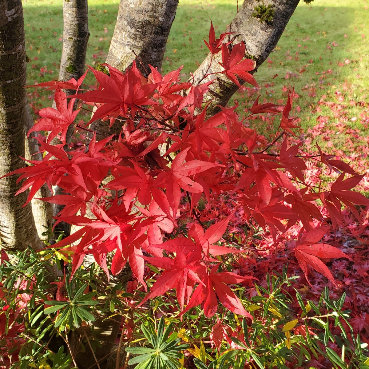 Acer palmatum 'Twombly's Red Sentinel'