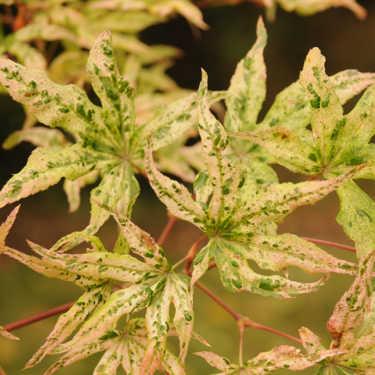 Acer palmatum 'Ukigumo'