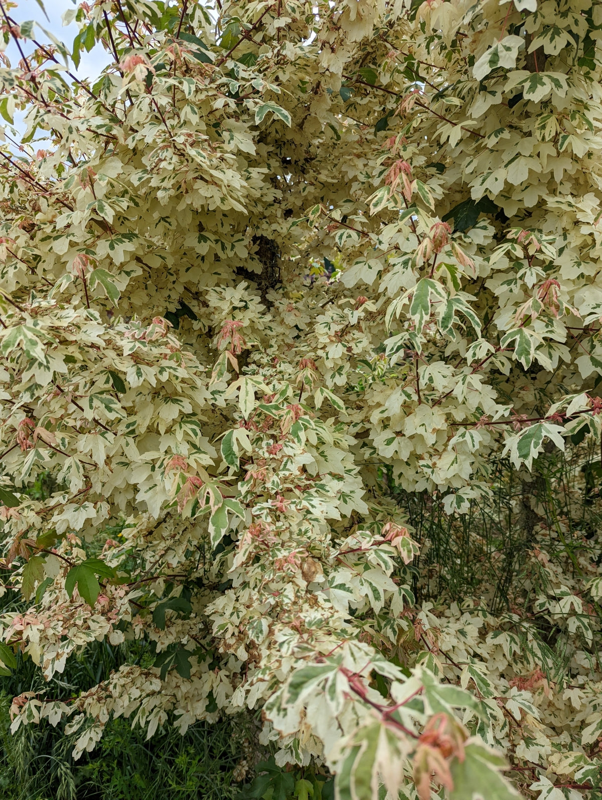 Acer palmatum 'Ukigumo'