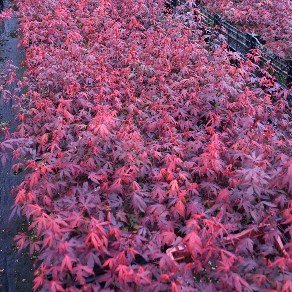 Acer palmatum var. atropurpureum