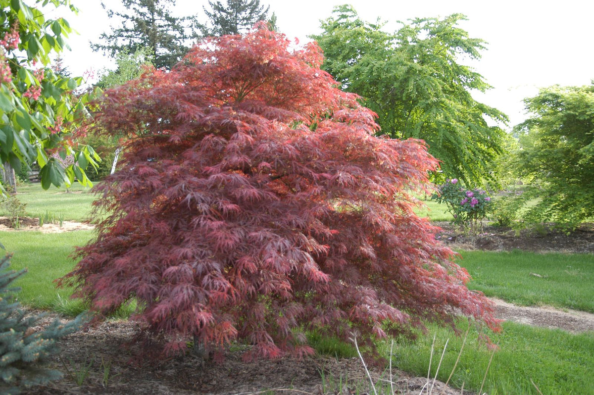 Acer palmatum var. dissectum 'Inaba shidare'